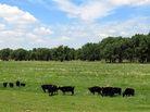 Fox Ranch, outside Yuma County, Colo., is a 14,000-acre nature preserve and working commercial cattle ranch. The ranch is used by the Nature Conservancy to put into practice its panned grazing technique. Fox Ranch, outside Yuma County, Colo., is a 14,000-acre nature preserve and working commercial cattle ranch. The ranch is used by the Nature Conservancy to put into practice its panned grazing technique.