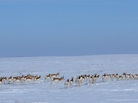 A herd of pronhorn antelope stretches across the snowy landscape of the Cheyenne River Indian Reservation. A herd of pronhorn antelope stretches across the snowy landscape of the Cheyenne River Indian Reservation.
