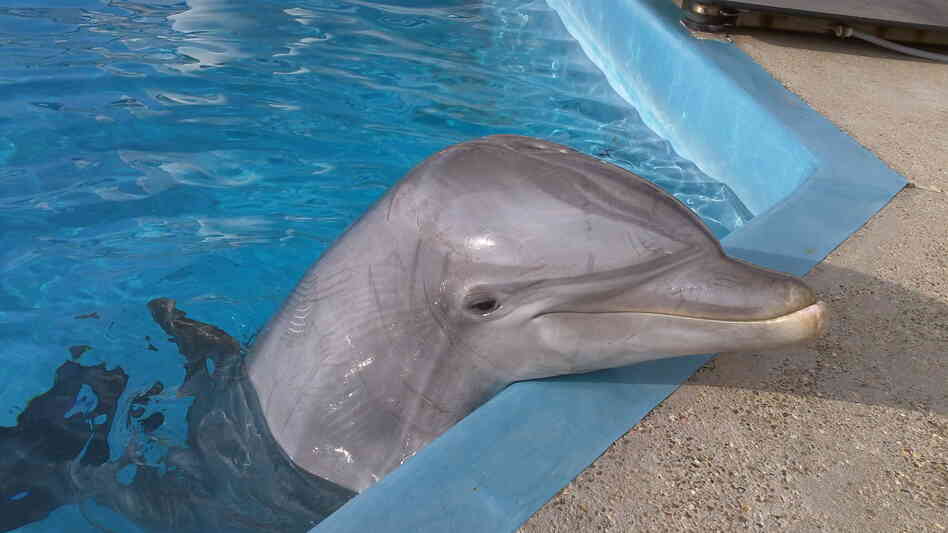 Kai, seen here at age 16 at the Texas State Aquarium, recognized the whistle of another dolphin, Hastings, who he'd shared a tank with for years before the experiment. Kai is now 20. Kai, seen here at age 16 at the Texas State Aquarium, recognized the whistle of another dolphin, Hastings, who he'd shared a tank with for years before the experiment. Kai is now 20.