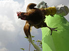 Some scientists think new types of bird flus should arise only in chickens, not in labs. Here a worker collects poultry on a farm in Kathmandu, Nepal, where the H5N1 virus was infecting animals in October 2011. Some scientists think new types of bird flus should arise only in chickens, not in labs. Here a worker collects poultry on a farm in Kathmandu, Nepal, where the H5N1 virus was infecting animals in October 2011.