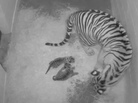 A Tigercubcam view of the new cubs, born at the Smithsonian's National Zoo on Monday. A Tigercubcam view of the new cubs, born at the Smithsonian's National Zoo on Monday.