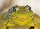 Head-on shot of a bullfrog Head-on shot of a bullfrog
