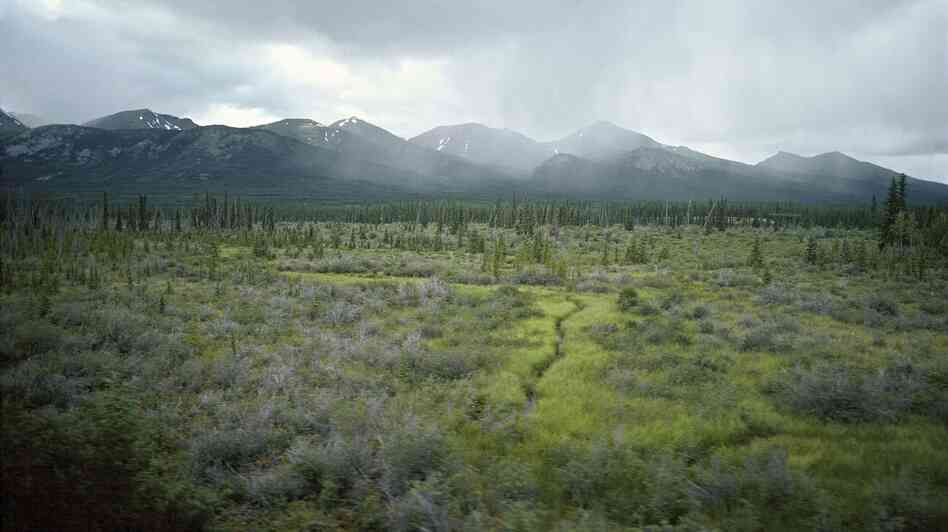 Plants accumulate carbon in the spring and summer, and they release it back into the atmosphere in the fall in winter. And a change in the landscape of the Arctic tundra, seen here, means that shrubs hold onto snow better, which keeps the organic-rich soils warmer and more likely to release carbon dioxide that's stored there. Plants accumulate carbon in the spring and summer, and they release it back into the atmosphere in the fall in winter. And a change in the landscape of the Arctic tundra, seen here, means that shrubs hold onto snow better, which keeps the organic-rich soils warmer and more likely to release carbon dioxide that's stored there.