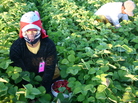 A Triqui Mexican picks strawberries at a farm in Washington state. A Triqui Mexican picks strawberries at a farm in Washington state.