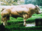 Belgian Blue bulls look like they are made of muscle because they have a mutation in the gene that codes for the protein myostatin. In humans, as in other types of cattle, myostatin normally limits the number of muscle fibers that form before birth and then limits the growth of those fibers later on. Belgian Blue bulls look like they are made of muscle because they have a mutation in the gene that codes for the protein myostatin. In humans, as in other types of cattle, myostatin normally limits the number of muscle fibers that form before birth and then limits the growth of those fibers later on.