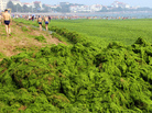 Chinese beachgoers walk by an algae-covered public beach in Qingdao, China, in July. The seas off China have been hit by their largest-ever growth of algae, ocean officials say, with waves of green growth washing onto the shores. Chinese beachgoers walk by an algae-covered public beach in Qingdao, China, in July. The seas off China have been hit by their largest-ever growth of algae, ocean officials say, with waves of green growth washing onto the shores.