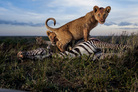 Cubs of the Simba East pride: too young to kill but old enough to crave meat. Adult females, and sometimes males, do the hunting. Zebras and wildebeests rank high as chosen prey in the rainy season. Cubs of the Simba East pride: too young to kill but old enough to crave meat. Adult females, and sometimes males, do the hunting. Zebras and wildebeests rank high as chosen prey in the rainy season.