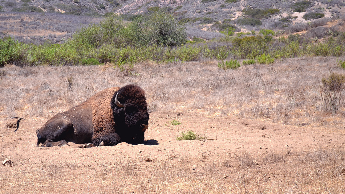 A lone bison rests on Santa Catalina Island. A wild herd of bison has been roaming the island since the 1920s, and at one time numbering more than 600.