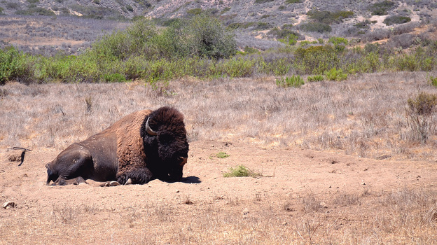 Bison have been roaming the Santa Catalina Island since the 1920s. At one time they numbered more than 600. (Image credit: NPR)
