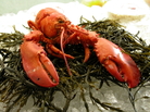 Lobster Lobster