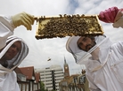 Beehive designer Johannes Paul (right) and Natural England's ecologist Peter Massini, with a brood frame colonized with bees from the "beehaus" beehive on the roof of his house in London in 2009. Beehive designer Johannes Paul (right) and Natural England's ecologist Peter Massini, with a brood frame colonized with bees from the "beehaus" beehive on the roof of his house in London in 2009.