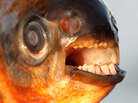 This pacu, a fish native to Brazil, was caught in the Øresund Sound, a body of water that separates Sweden and Denmark. This pacu, a fish native to Brazil, was caught in the Øresund Sound, a body of water that separates Sweden and Denmark.