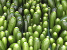 Zucchini Zucchini
