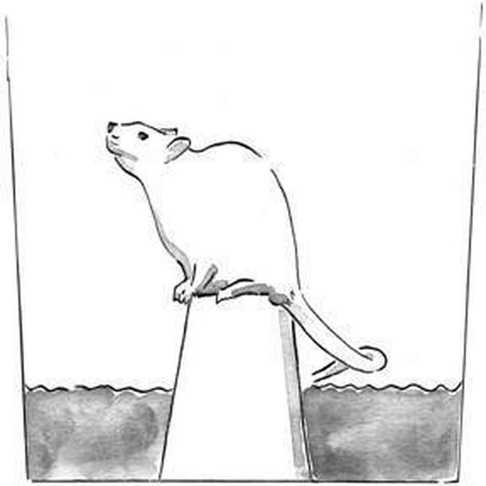 Fig. 1 Rat on top of inverted flowerpot Fig. 1 Rat on top of inverted flowerpot