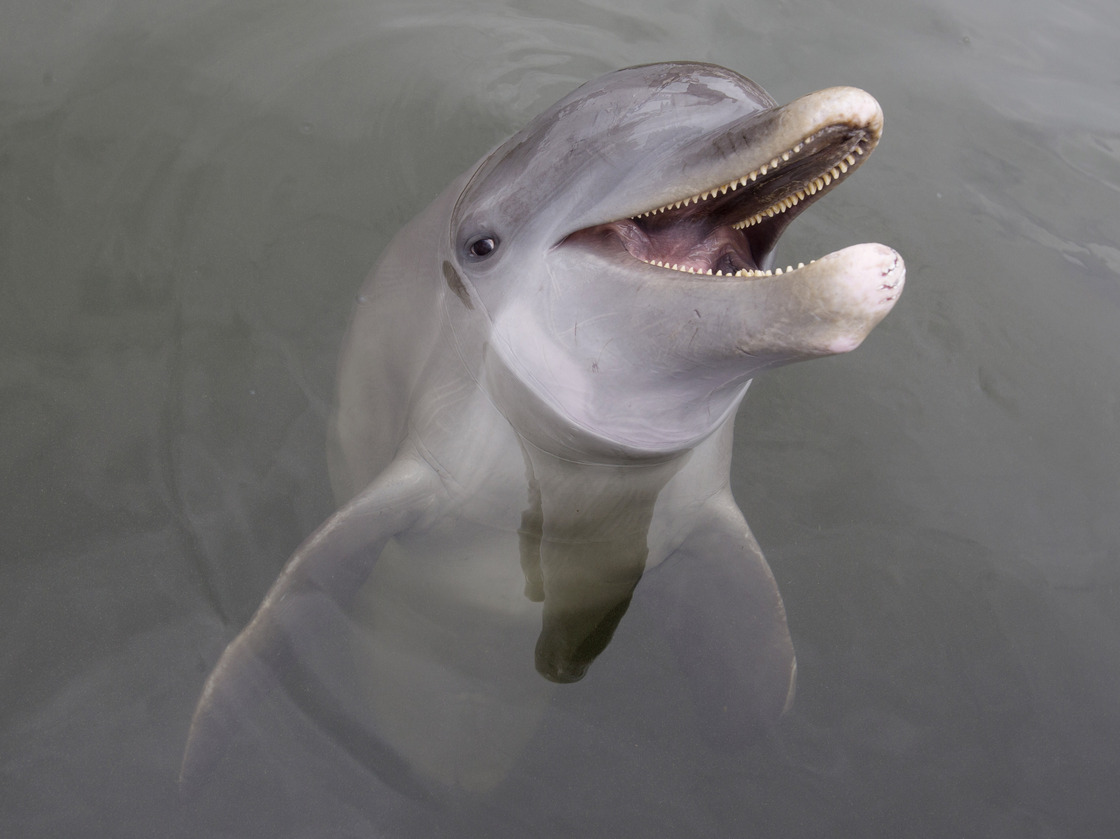An Atlantic bottlenose dolphin at the Dolphin Research Center on Grassy Key in Marathon, Fla., in July.