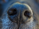 Dogs' sense of smell allows them to search out the scent of Western Pond Turtles. Dogs' sense of smell allows them to search out the scent of Western Pond Turtles.