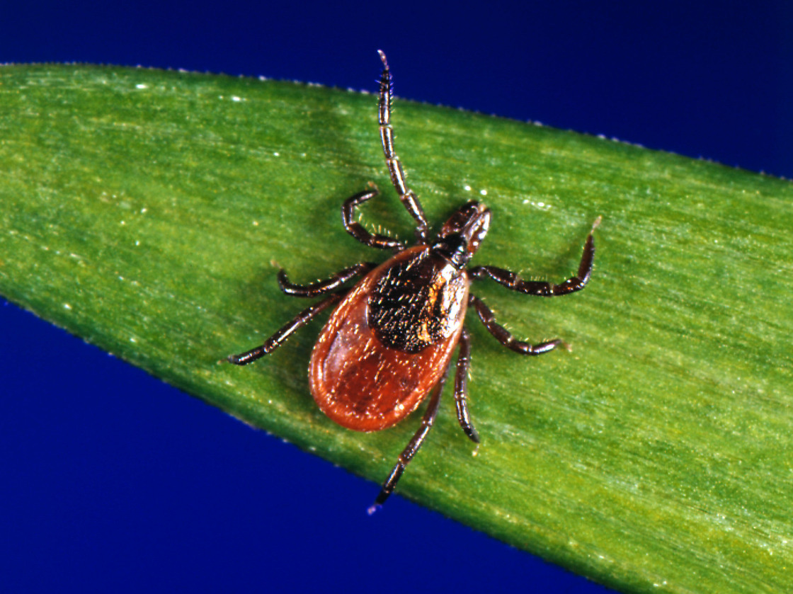 Black-legged ticks like this can transmit the bacterium that causes Lyme disease.