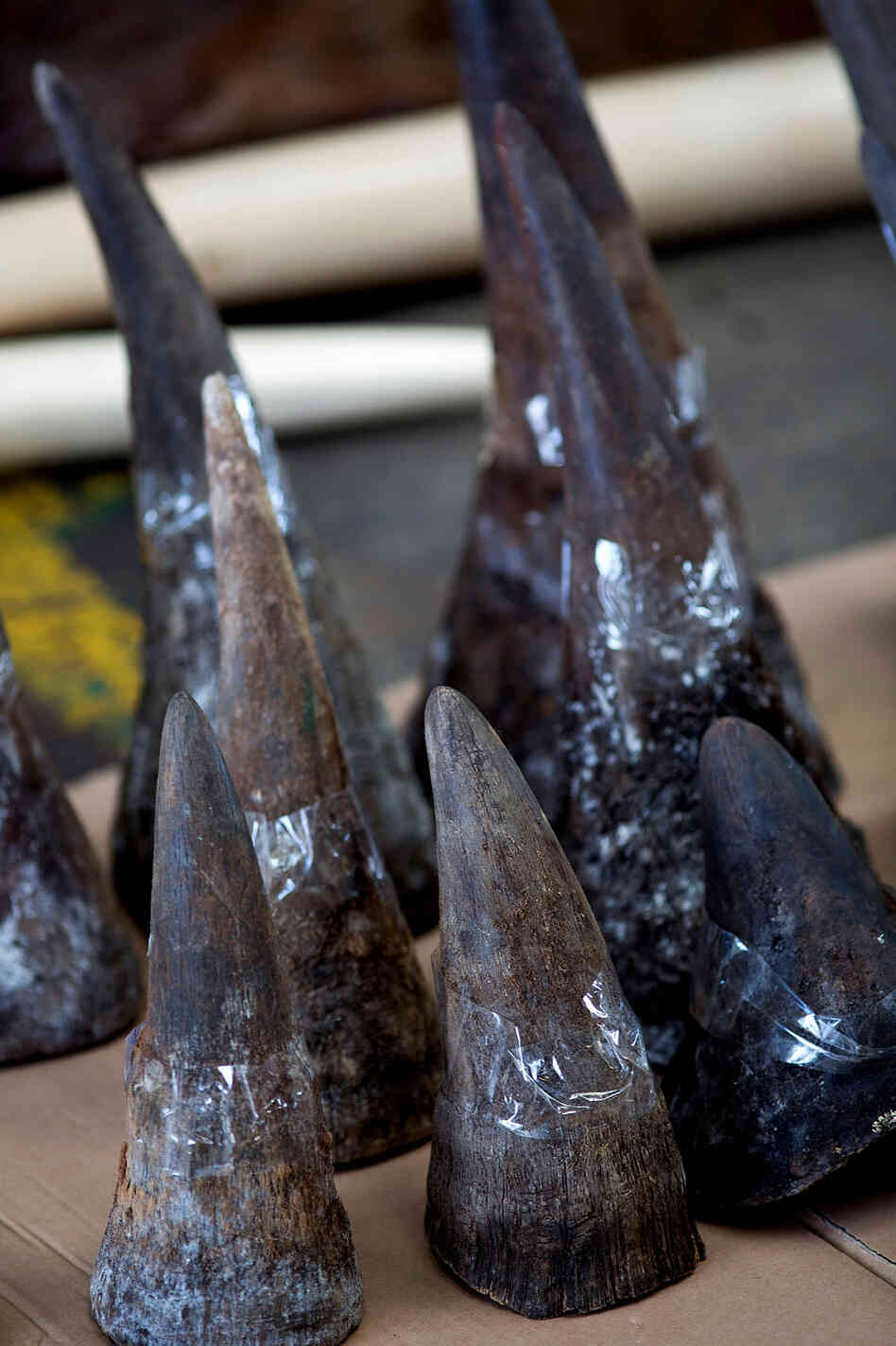 Rhino horns seized by Hong Kong customs officials are displayed during a press conference Aug. 7. The demand for rhino horn — used for "medicinal purposes" — by Asia's elites has fueled poaching and smuggling. Rhino horns seized by Hong Kong customs officials are displayed during a press conference Aug. 7. The demand for rhino horn — used for "medicinal purposes" — by Asia's elites has fueled poaching and smuggling.