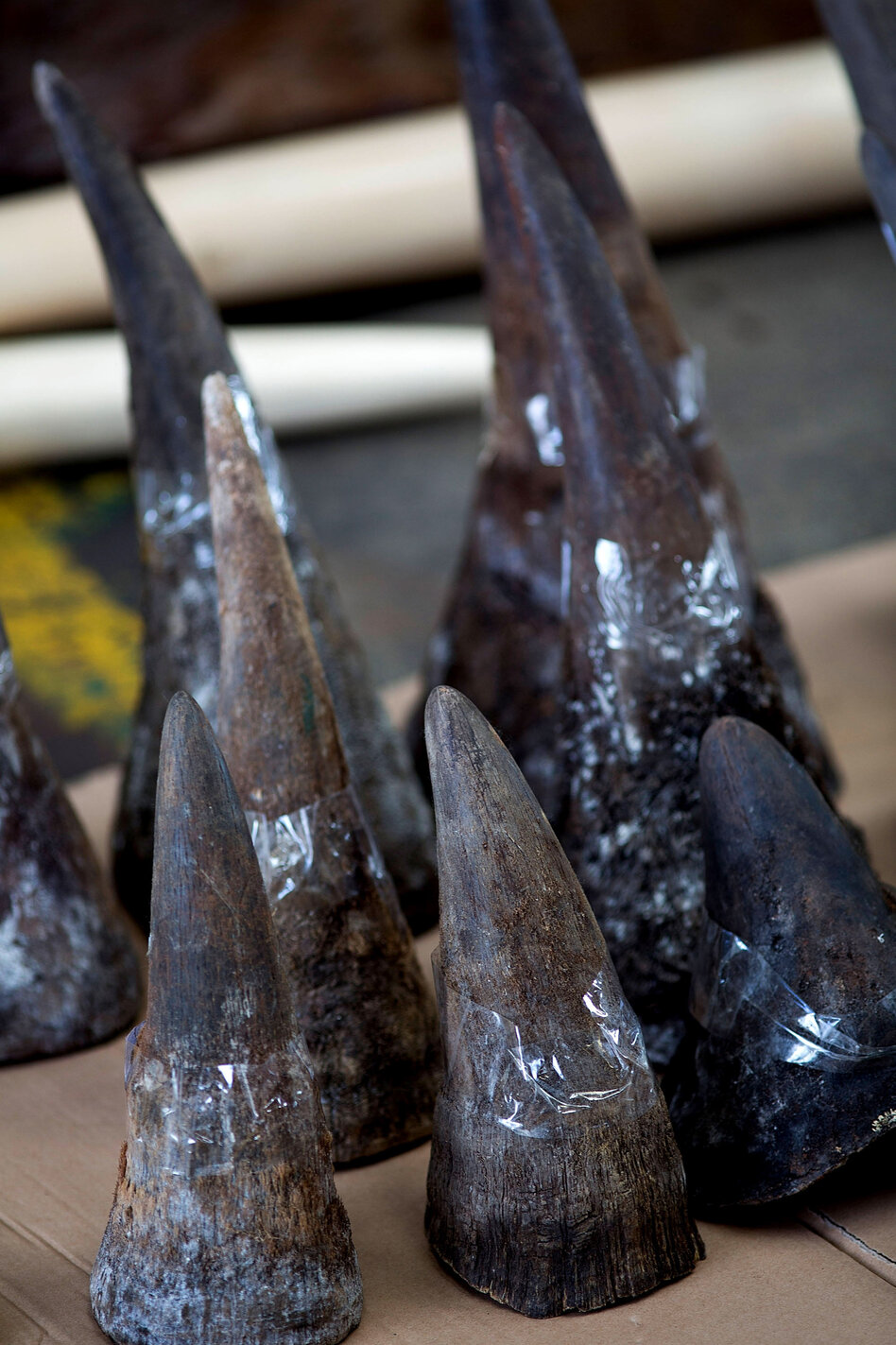 Rhino horns seized by Hong Kong customs officials are displayed during a press conference Aug. 7. The demand for rhino horn — used for "medicinal purposes" — by Asia's elites has fueled poaching and smuggling. Rhino horns seized by Hong Kong customs officials are displayed during a press conference Aug. 7. The demand for rhino horn — used for "medicinal purposes" — by Asia's elites has fueled poaching and smuggling.