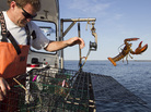 Sternman Scott Beede returns an undersized lobster while checking traps in Mount Desert, Maine. Sternman Scott Beede returns an undersized lobster while checking traps in Mount Desert, Maine.