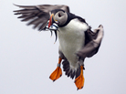 A puffin prepares to land with a bill full of fish on Eastern Egg Rock, off the Maine coast in July. Last year young puffins died at an alarming rate from starvation because of a shortage of herring. A puffin prepares to land with a bill full of fish on Eastern Egg Rock, off the Maine coast in July. Last year young puffins died at an alarming rate from starvation because of a shortage of herring.
