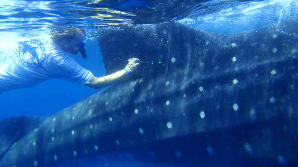 Robert Hueter tags a whale shark off the coast of Mexico. The tags measure location, depth and water temperature, then relay the data back to a lab. Robert Hueter tags a whale shark off the coast of Mexico. The tags measure location, depth and water temperature, then relay the data back to a lab.