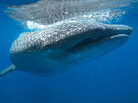 A whale shark dives near the surface in waters off the coast of Mexico. A whale shark dives near the surface in waters off the coast of Mexico.