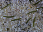 Convoluta roscoffensis Convoluta roscoffensis