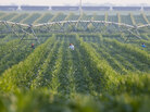 An irrigation pivot waters a corn field in Nebraska. Many farmers in Nebraska and Kansas rely on irrigation to water their corn fields. But the underground aquifer they draw from will run dry. An irrigation pivot waters a corn field in Nebraska. Many farmers in Nebraska and Kansas rely on irrigation to water their corn fields. But the underground aquifer they draw from will run dry.