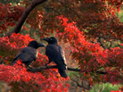 More than 20,000 crows, by recent estimates, live alongside the 13 million human inhabitants of Tokyo; Tokyo Waka tells their story — and meditates on the meaning of their persistence in one of the world's greatest cities. More than 20,000 crows, by recent estimates, live alongside the 13 million human inhabitants of Tokyo; Tokyo Waka tells their story — and meditates on the meaning of their persistence in one of the world's greatest cities.