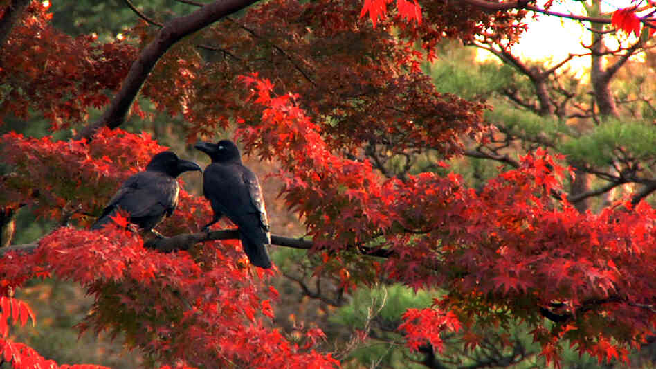 More than 20,000 crows, by recent estimates, live alongside the 13 million human inhabitants of Tokyo; Tokyo Waka tells their story — and meditates on the meaning of their persistence in one of the world's greatest cities. More than 20,000 crows, by recent estimates, live alongside the 13 million human inhabitants of Tokyo; Tokyo Waka tells their story — and meditates on the meaning of their persistence in one of the world's greatest cities.