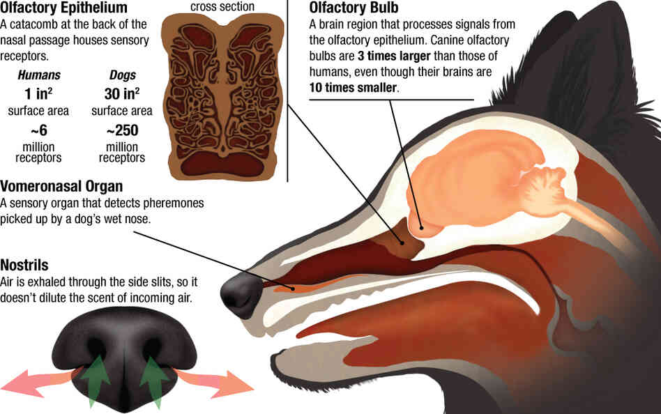 An infographic exploring canine sensory equipment. An infographic exploring canine sensory equipment.