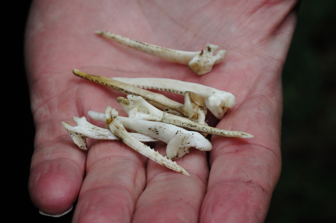 Eagles picked these bones of a blue catfish clean.