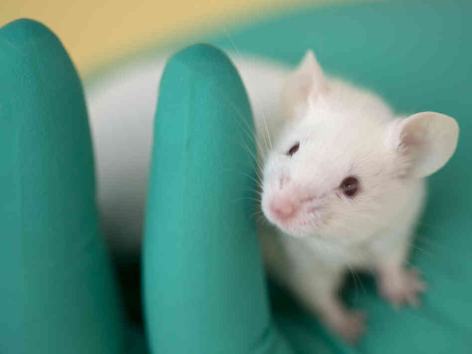The underlying biology of age-related memory glitches — in old mice and old people — is different from what happens with Alzheimer's, recent research suggests. The underlying biology of age-related memory glitches — in old mice and old people — is different from what happens with Alzheimer's, recent research suggests.