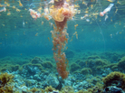 Marine biologist Stefano Piraino thinks overfishing is one of the reasons jellyfish populations are growing. He said if you take fish out of the oceans, it leaves more food for jellyfish. The jellyfish here are known as Pelagia noctiluca, the mauve stinger. Marine biologist Stefano Piraino thinks overfishing is one of the reasons jellyfish populations are growing. He said if you take fish out of the oceans, it leaves more food for jellyfish. The jellyfish here are known as Pelagia noctiluca, the mauve stinger.