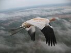 This young whooping crane is on its first fall migration, guided by an Operation Migration ultralight aircraft. Each whooper in this population wears an identification band, and many carry tracking devices that record their movements in detail. This young whooping crane is on its first fall migration, guided by an Operation Migration ultralight aircraft. Each whooper in this population wears an identification band, and many carry tracking devices that record their movements in detail.