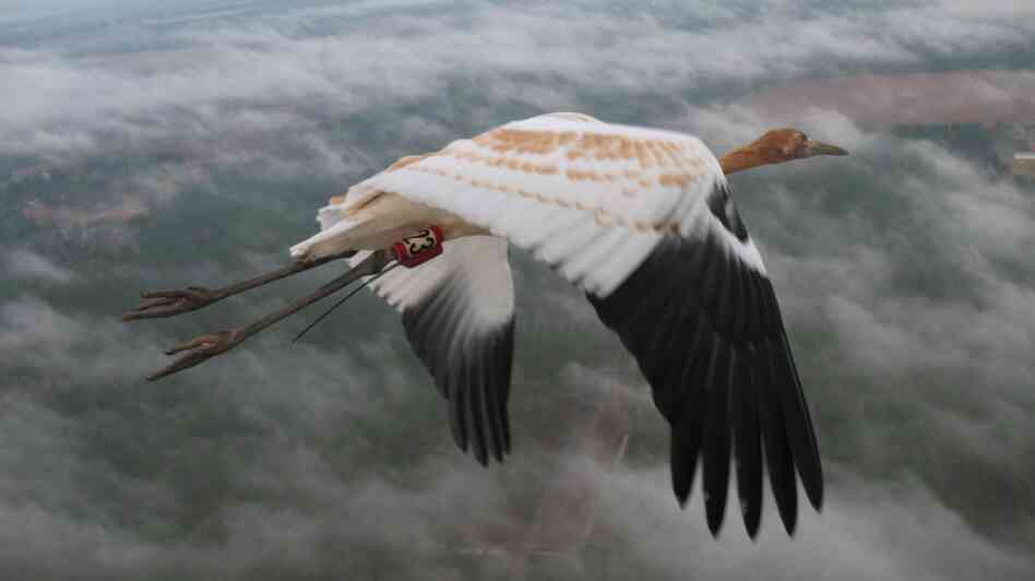 This young whooping crane is on its first fall migration, guided by an Operation Migration ultralight aircraft. Each whooper in this population wears an identification band, and many carry tracking devices that record their movements in detail. This young whooping crane is on its first fall migration, guided by an Operation Migration ultralight aircraft. Each whooper in this population wears an identification band, and many carry tracking devices that record their movements in detail.