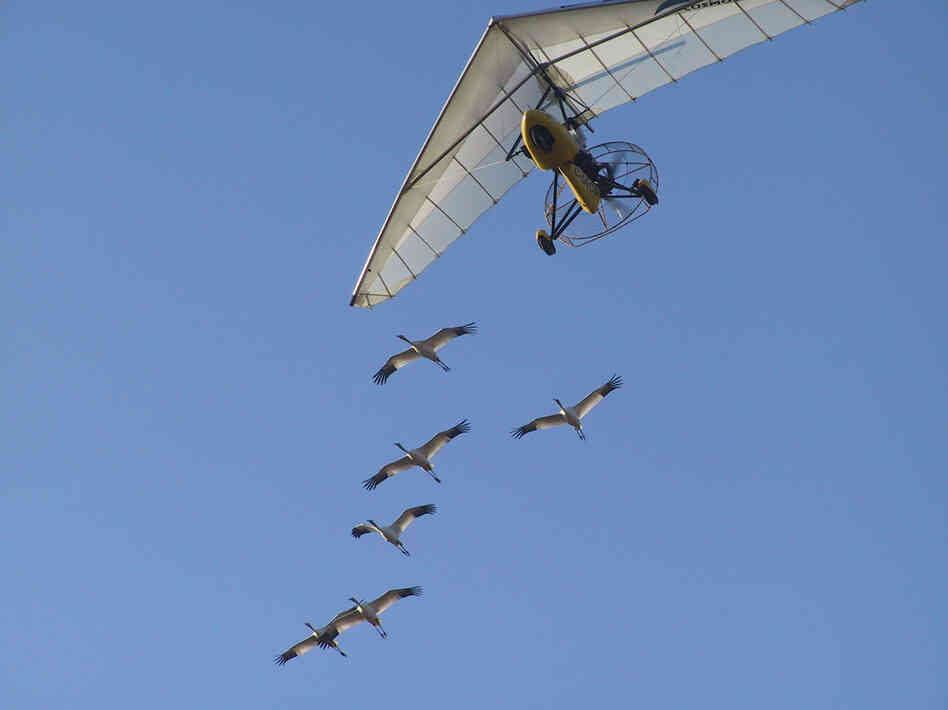 wise old whooping cranes keep captive bred fledglings on wise old whooping cranes keep captive bred fledglings on
