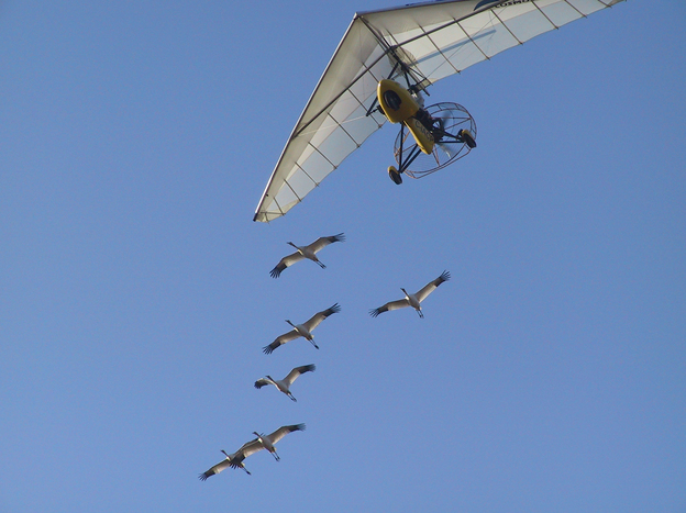 All the whooping cranes studied by the University of Maryland team received the same initial flight training as chicks, following an Operation Migration ultralight from Wisconsin to Florida in the fall. The Science study looked at data on their subsequent migrations — without the plane — beginning with the following spring. (Image credit: Operation Migration USA Inc.)