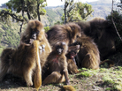 The gelada monkey, found only in the highlands of Ethiopia, is known as the bleeding heart baboon for the splash of red on its chest. Males of the species have a remarkable vocal agility greater than that of any nonhuman primate. The gelada monkey, found only in the highlands of Ethiopia, is known as the bleeding heart baboon for the splash of red on its chest. Males of the species have a remarkable vocal agility greater than that of any nonhuman primate.