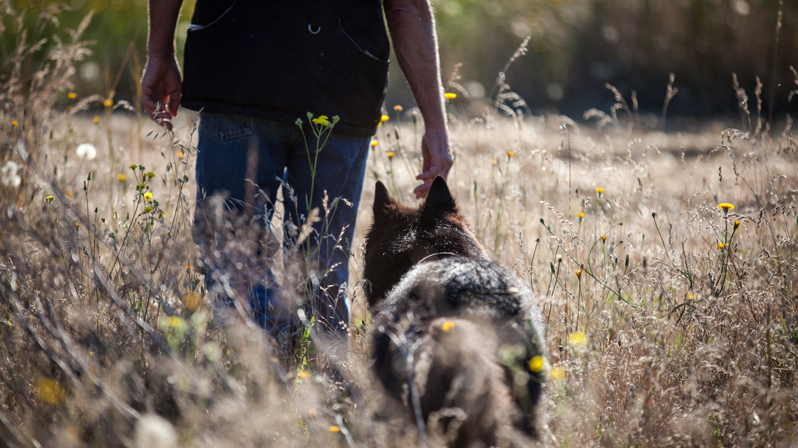 Vesely and Rogue head into the field to demonstrate the dog's ability to search for Western Pond Turtles.