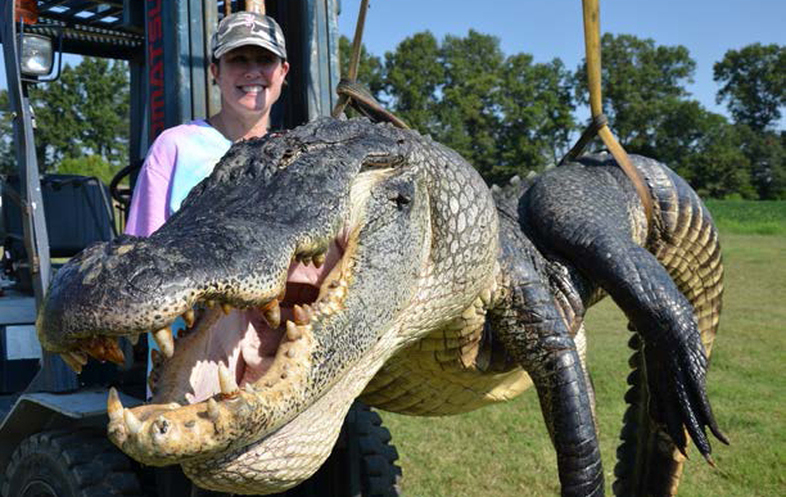 Two Alligators Topping 720 Pounds Each Caught In Mississippi | WBUR