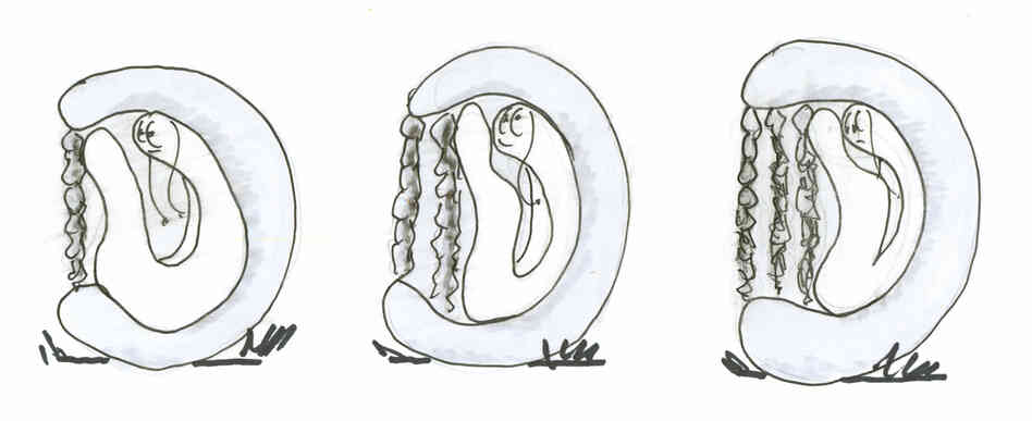 Snail 3 Snail 3