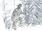 Wild things hanging from spruce trees. Wild things hanging from spruce trees.