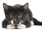 Cat Sense cover Cat Sense cover