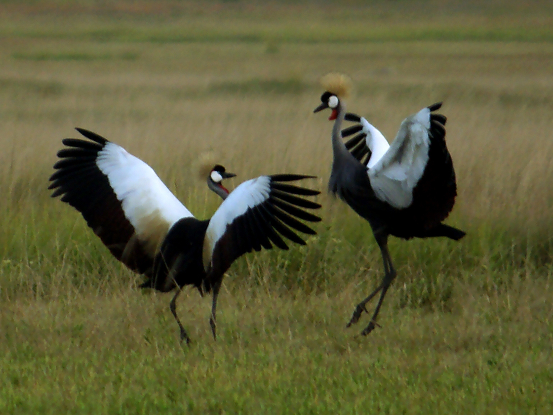 The grey-crowned crane, native to eastern and southern Africa, is endangered. Populations are declining 80 percent in some areas. The grey-crowned crane, native to eastern and southern Africa, is endangered. Populations are declining 80 percent in some areas.