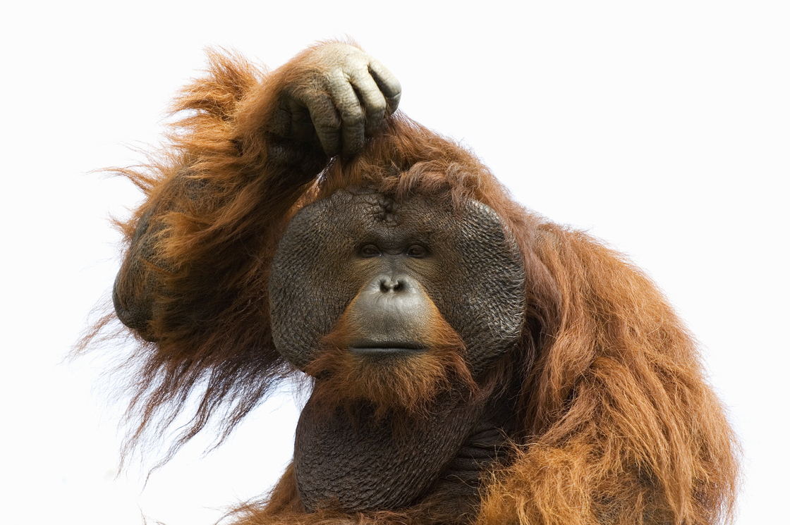A confused orangutan. A confused orangutan.