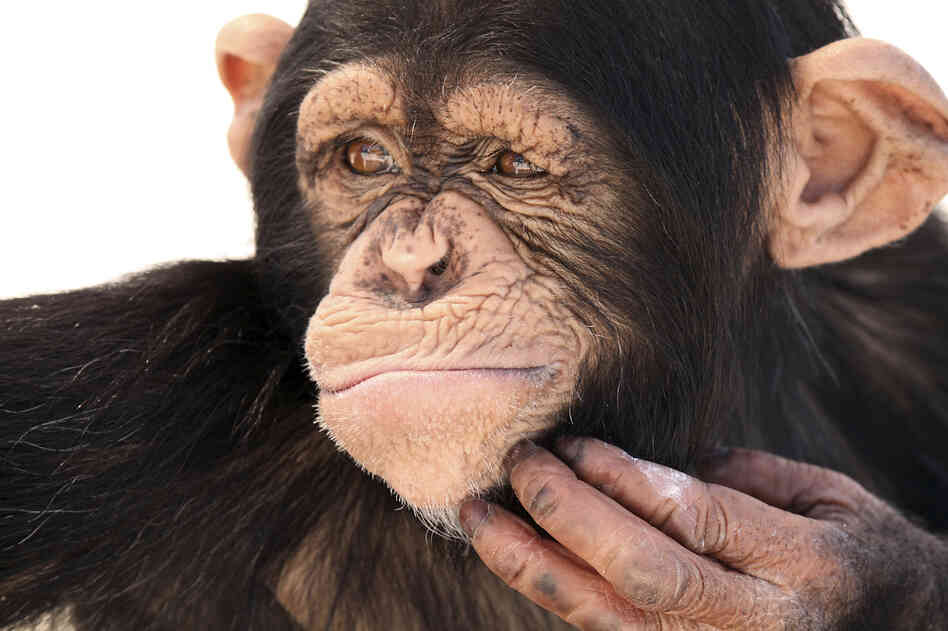 A chimpanzee. A chimpanzee.
