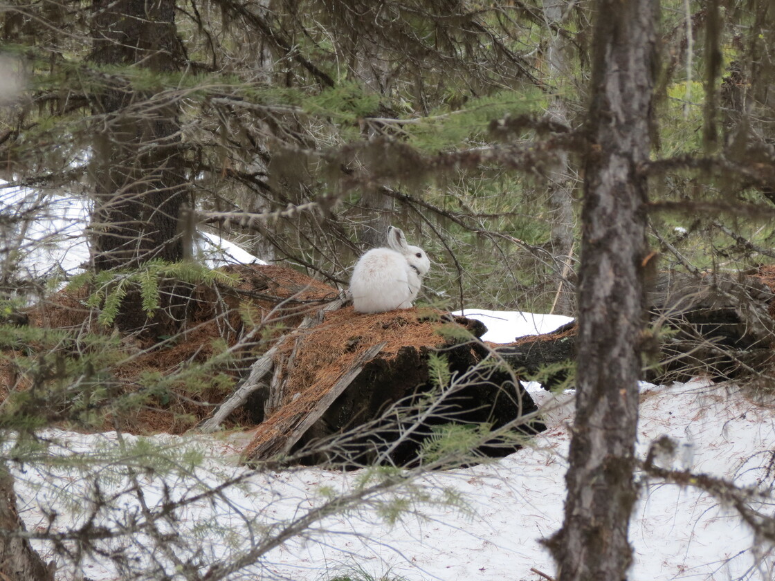 A snowshoe hare in the Montana woods.
