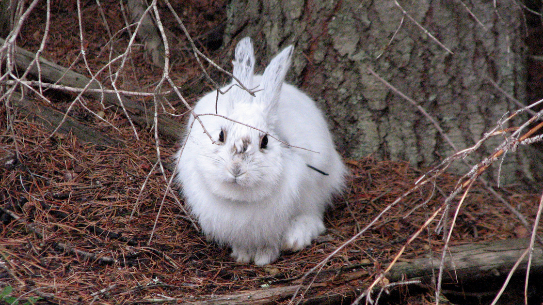 A white snowshoe hare against a brown background makes the animal easy prey.